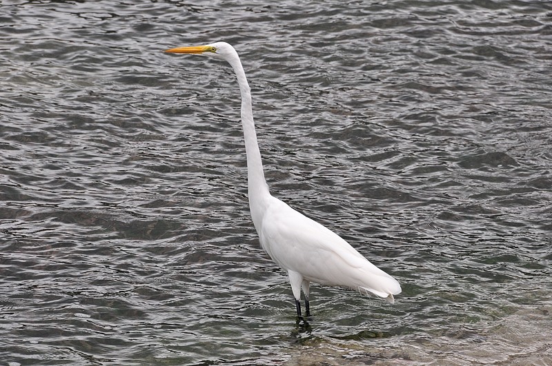 Grote Zilverreiger